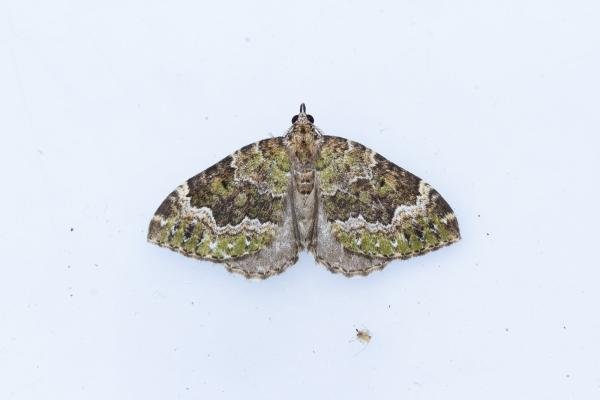 Beech-green Carpet (Colostygia olivata), adult. Comb Bridges, 25-07-2024. Copyright Christopher Blakey. Beech-green Carpet (Colostygia olivata), adult. Comb Bridges, 25-07-2024. Copyright Christopher Blakey.