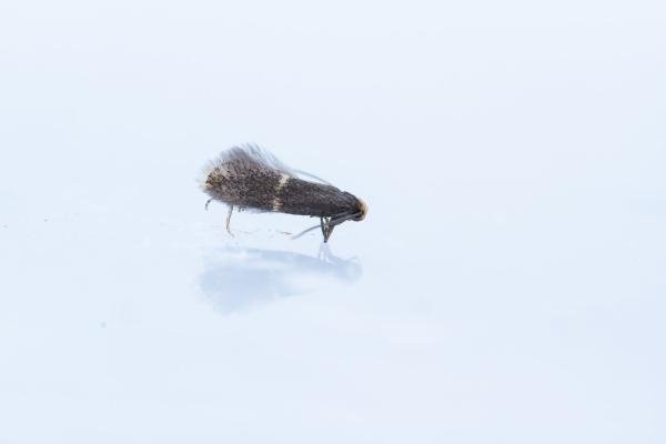 Elachista adscitella, adult. Comb Bridges, 25-07-2024. Copyright Christopher Blakey. Elachista adscitella, adult. Comb Bridges, 25-07-2024. Copyright Christopher Blakey.