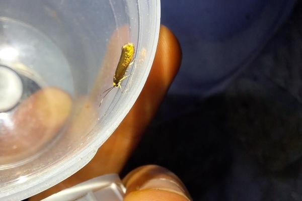 Roeslerstammia erxlebella, adult. Hardwick Park, 30-07-2024. Copyright Christopher Blakey.