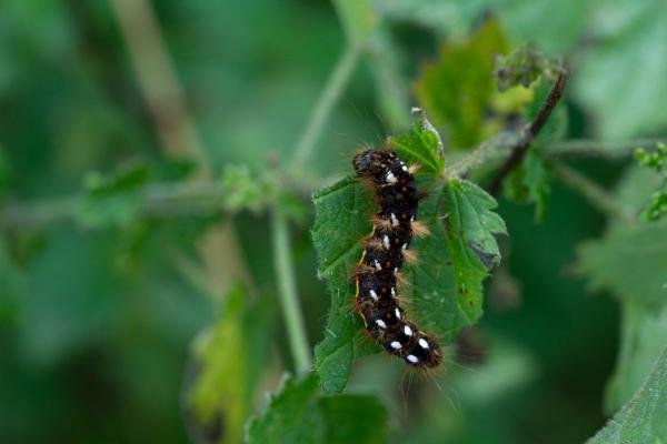 Knot Grass (Acronicta rumicis), larval. Taken outside Durham (Cumbria), 19-09-2024. Copyright Christopher Blakey.