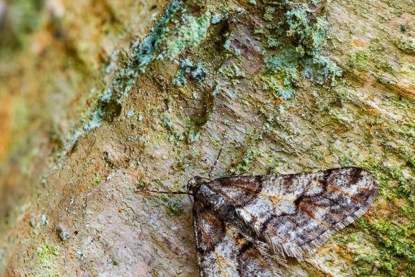 Spring Usher (Agriopis leucophaearia), adult, male. Black Plantation, 06-02-2025. Copyright Christopher Blakey.