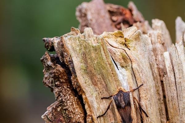 Red Sword-grass (Xylena vetusta), adult. West Moor Plantation, 03-04-2025. Copyright Christopher Blakey.