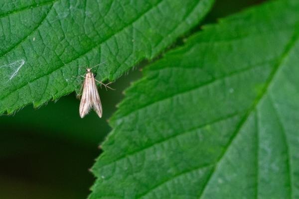 Schreckensteinia festaliella, adult. Tilery Wood, 06-06-2025. Copyright Christopher Blakey. Schreckensteinia festaliella, adult. Tilery Wood, 06-06-2025. Copyright Christopher Blakey.