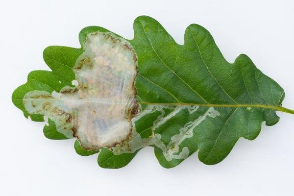 Acrocercops brongniardella, mine. Waldridge Fell, 14-06-2025. Copyright Christopher Blakey.