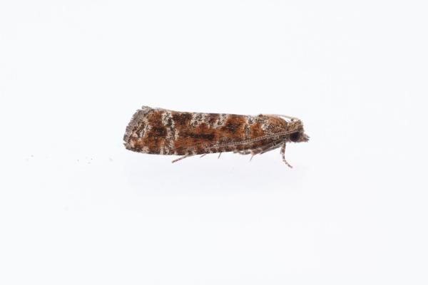 Spotted Shoot Moth (Rhyacionia pinivorana), adult. West Moor Plantation, 17-06-2025. Copyright Christopher Blakey.