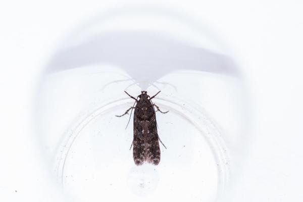 Teleiopsis diffinis, adult. West Moor Plantation, 17-06-2025. Copyright Christopher Blakey.