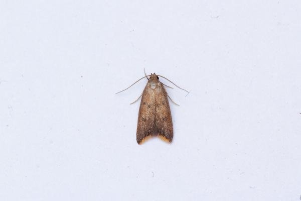 Tachystola acroxantha, adult. Framwellgate Moor, 01-07-2025. Copyright Christopher Blakey. Tachystola acroxantha, adult. Framwellgate Moor, 01-07-2025. Copyright Christopher Blakey.