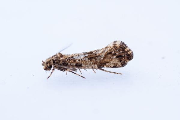 Morophaga choragella, adult. Castle Eden Dene, 06-07-2025. Copyright Christopher Blakey. Morophaga choragella, adult. Castle Eden Dene, 06-07-2025. Copyright Christopher Blakey.
