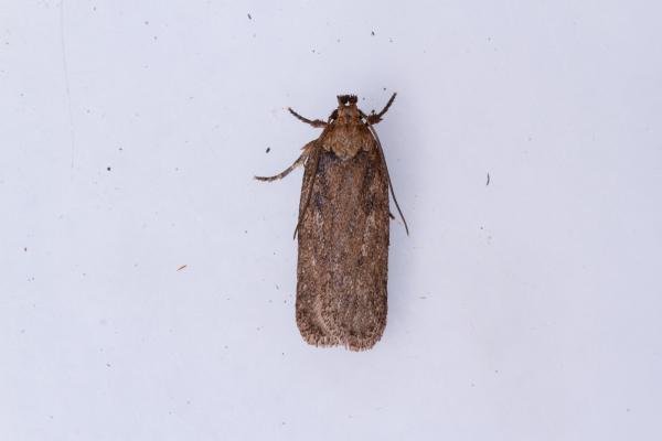 Depressaria badiella, adult. Castle Eden Dene, 06-07-2025. Copyright Christopher Blakey.