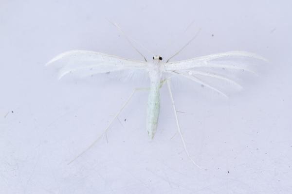 White Plume (Pterophorus pentadactyla), adult. Castle Eden Dene, 06-07-2025. Copyright Christopher Blakey. White Plume (Pterophorus pentadactyla), adult. Castle Eden Dene, 06-07-2025. Copyright Christopher Blakey.