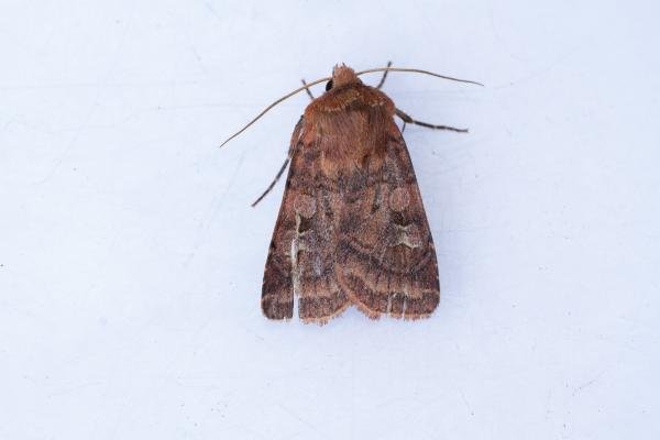 Barred Chestnut (Diarsia dahlii), adult. Town Kelloe Bank, 06-07-2025. Copyright Christopher Blakey. Barred Chestnut (Diarsia dahlii), adult. Town Kelloe Bank, 06-07-2025. Copyright Christopher Blakey.