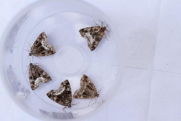 Marbled White Spot (Protodeltote pygarga), adult. Castle Eden Dene, 06-07-2025. Copyright Christopher Blakey.