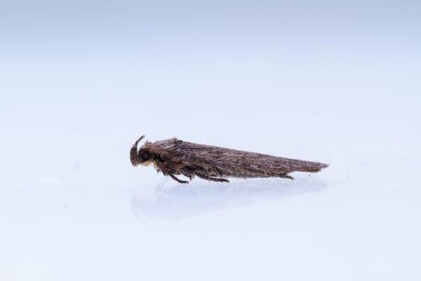 Depressaria badiella, adult. Castle Eden Dene, 07-07-2025. Copyright Christopher Blakey.