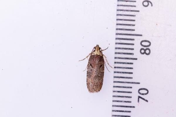 Agonopterix conterminella, adult. Hardwick Park, 09-07-2025. Copyright Christopher Blakey.
