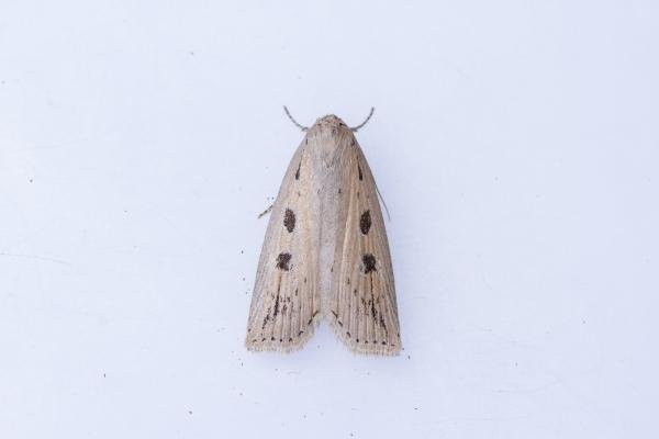 Silky Wainscot (Chilodes maritima), adult. Hardwick Park, 09-07-2025. Copyright Christopher Blakey. Silky Wainscot (Chilodes maritima), adult. Hardwick Park, 09-07-2025. Copyright Christopher Blakey.