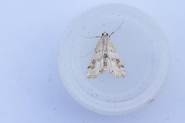 Ringed China-mark (Parapoynx stratiotata), adult. Taken outside Durham (Oxfordshire), 14-07-2025. Copyright Christopher Blakey.