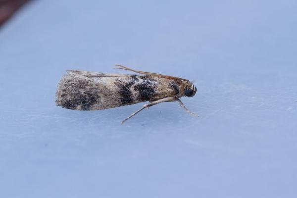Euzophera pinguis, adult. Taken outside Durham (Oxfordshire), 14-07-2025. Copyright Christopher Blakey. Euzophera pinguis, adult. Taken outside Durham (Oxfordshire), 14-07-2025. Copyright Christopher Blakey.
