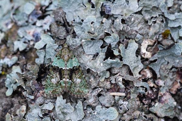 Tree-lichen Beauty (Cryphia algae), adult. Taken outside Durham (Oxfordshire), 17-07-2025. Copyright Christopher Blakey.