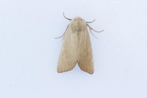 Fen Wainscot (Arenostola phragmitidis), adult. Hardwick Park, 13-08-2025. Copyright Christopher Blakey. Fen Wainscot (Arenostola phragmitidis), adult. Hardwick Park, 13-08-2025. Copyright Christopher Blakey.