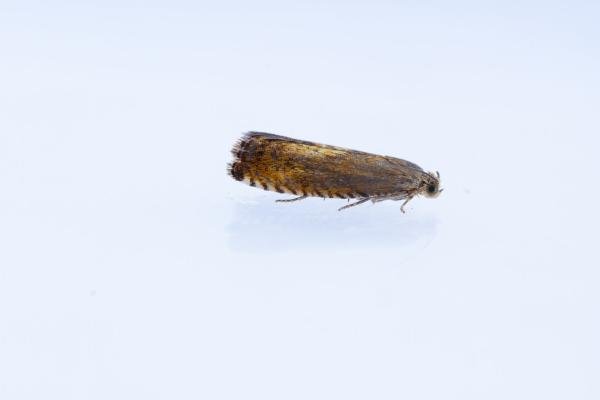 Pammene aurita, adult. Hardwick Park, 13-08-2025. Copyright Christopher Blakey. Pammene aurita, adult. Hardwick Park, 13-08-2025. Copyright Christopher Blakey.