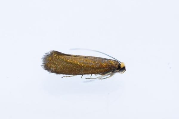 Roeslerstammia erxlebella, adult. Hardwick Park, 13-08-2025. Copyright Christopher Blakey.
