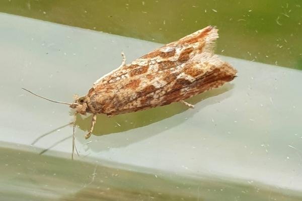 Bactra furfurana, adult. Darlington, 13-08-2024. Copyright Chris Bell. Bactra furfurana, adult. Darlington, 13-08-2024. Copyright Chris Bell.