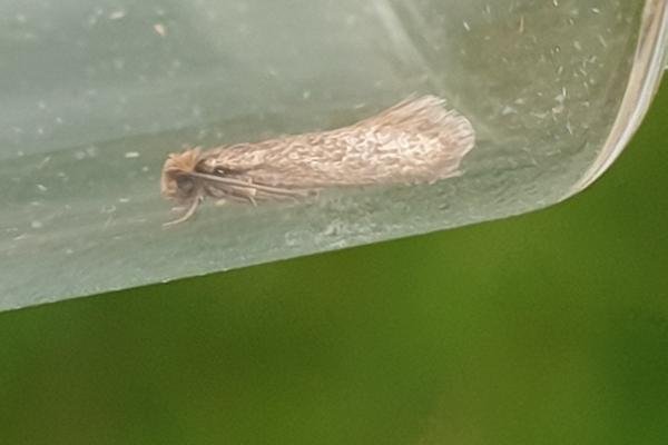 Common Clothes Moth (Tineola bisselliella), adult. Darlington, 10-10-2023. Copyright Chris Bell. Common Clothes Moth (Tineola bisselliella), adult. Darlington, 10-10-2023. Copyright Chris Bell.