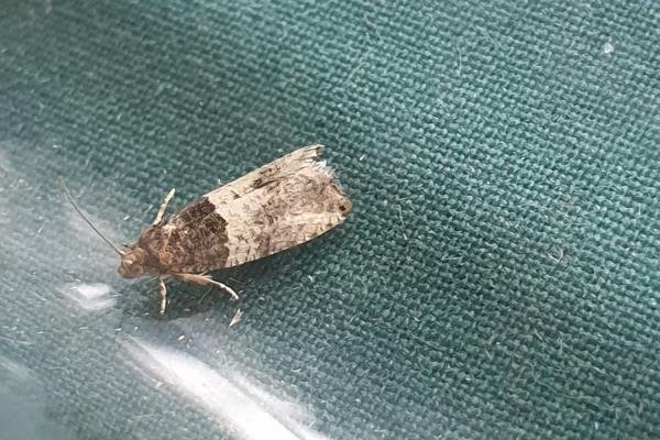 Gypsonoma aceriana, adult. Darlington, 02-08-2023. Copyright Chris Bell.