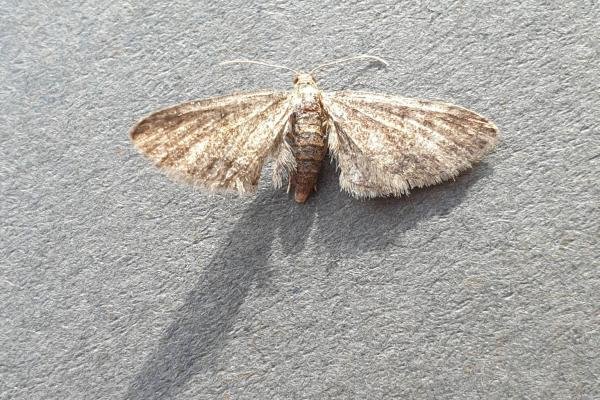 Maple Pug (Eupithecia inturbata), adult. Darlington, 28-07-2023. Copyright Chris Bell. Maple Pug (Eupithecia inturbata), adult. Darlington, 28-07-2023. Copyright Chris Bell.