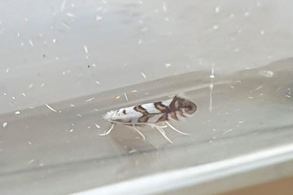 Phyllonorycter geniculella, adult. Darlington, 19-07-2025. Copyright Chris Bell.