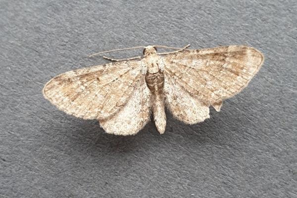 Plain Pug (Eupithecia simpliciata), adult. Darlington, 23-07-2023. Copyright Chris Bell. Plain Pug (Eupithecia simpliciata), adult. Darlington, 23-07-2023. Copyright Chris Bell.