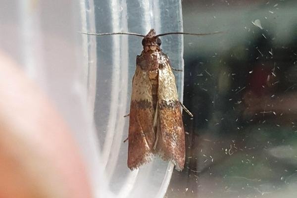 Indian Meal Moth (Plodia interpunctella), adult. Darlington, 15-09-2024. Copyright Chris Bell. Indian Meal Moth (Plodia interpunctella), adult. Darlington, 15-09-2024. Copyright Chris Bell.