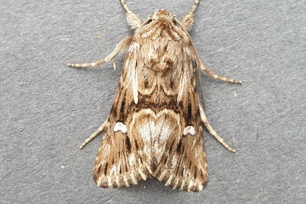 Calophasia lunula, adult. Darlington, 02-08-2025. Copyright Chris Bell.