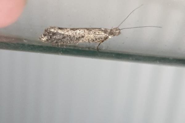 Ypsolopha vittella, adult. Darlington, 09-09-2023. Copyright Chris Bell.