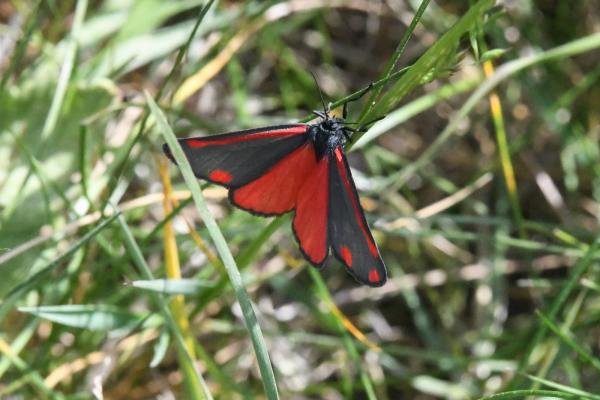 Cinnabar (Tyria jacobaeae), adult. Bishop Middleham Quarry, 23-05-2025. Copyright David Phillips.