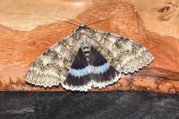 Clifden Nonpareil (Catocala fraxini), adult. Darlington, 14-09-2023. Copyright David Phillips. Clifden Nonpareil (Catocala fraxini), adult. Darlington, 14-09-2023. Copyright David Phillips.
