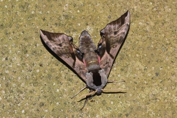 Eyed Hawk-moth (Smerinthus ocellata), adult. Darlington, 25-05-2024. Copyright David Phillips. Eyed Hawk-moth (Smerinthus ocellata), adult. Darlington, 25-05-2024. Copyright David Phillips.