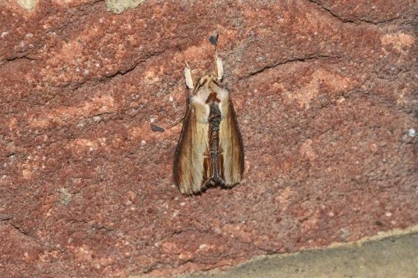Mullein (Cucullia verbasci), adult. Darlington, 26-04-2025. Copyright David Phillips. Mullein (Cucullia verbasci), adult. Darlington, 26-04-2025. Copyright David Phillips.