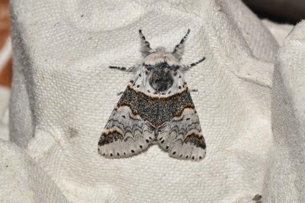 Sallow Kitten (Furcula furcula), adult. Darlington, 23-06-2023. Copyright David Phillips.
