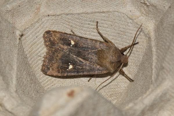 Satellite (Eupsilia transversa), adult. Darlington, 14-02-2024. Copyright David Phillips.