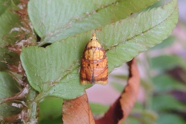 Acleris bergmanniana, adult. Belasis Beck, 01-06-2024. Copyright Ed Pritchard.