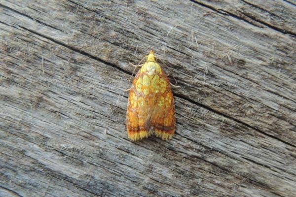 Acleris bergmanniana, adult. Saltholme, 25-06-2020. Copyright Ed Pritchard. Acleris bergmanniana, adult. Saltholme, 25-06-2020. Copyright Ed Pritchard.