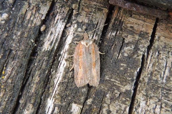 Acleris hastiana, adult. Saltholme, 07-07-2023. Copyright Ed Pritchard. Acleris hastiana, adult. Saltholme, 07-07-2023. Copyright Ed Pritchard.