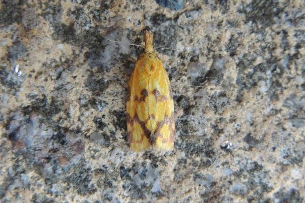 Agapeta hamana, adult. Stockton, 16-07-2018. Copyright Ed Pritchard. Agapeta hamana, adult. Stockton, 16-07-2018. Copyright Ed Pritchard.