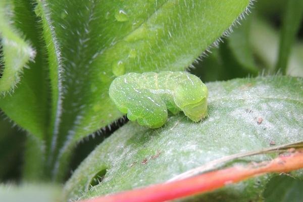 Angle Shades (Phlogophora meticulosa), larval. Stockton, 06-03-2023. Copyright Ed Pritchard.