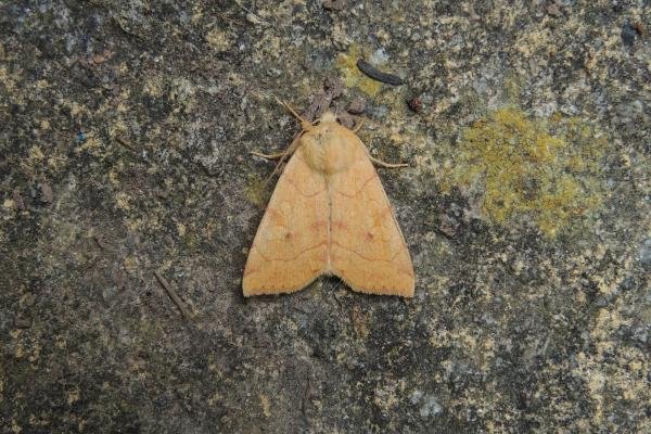 Angle-striped Sallow (Enargia paleacea), adult. Stockton, 30-07-2024. Copyright Ed Pritchard.