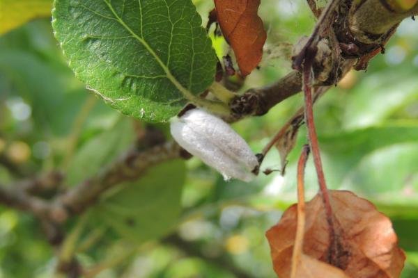 Apple Ermine (Yponomeuta malinellus), cocoon. Saltholme, 19-07-2022. Copyright Ed Pritchard.