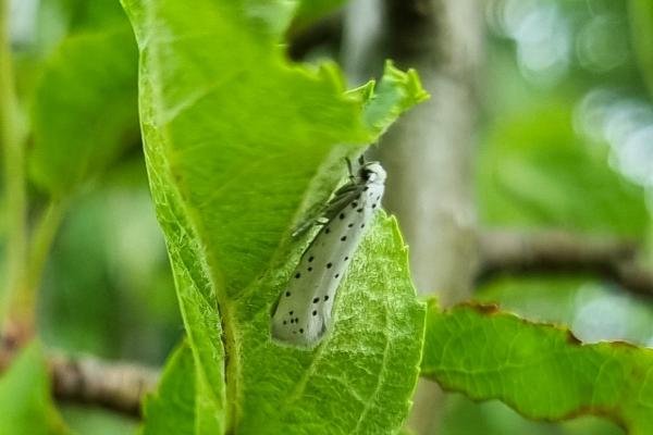 Apple Ermine (Yponomeuta malinellus), adult. Saltholme, 06-07-2024. Copyright Ed Pritchard. Apple Ermine (Yponomeuta malinellus), adult. Saltholme, 06-07-2024. Copyright Ed Pritchard.