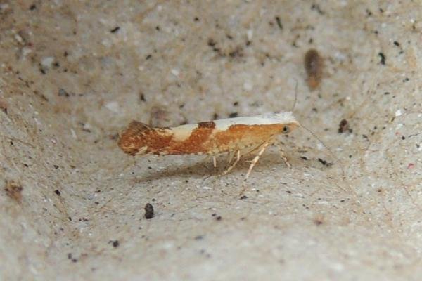 Cherry Fruit Moth (Argyresthia pruniella), adult. Stockton, 24-06-2022. Copyright Ed Pritchard. Cherry Fruit Moth (Argyresthia pruniella), adult. Stockton, 24-06-2022. Copyright Ed Pritchard.