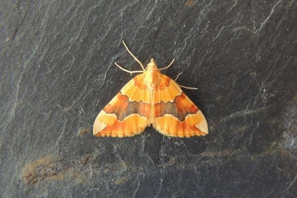 Barred Yellow (Cidaria fulvata), adult. Stockton, 15-06-2020. Copyright Ed Pritchard.